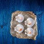 МИДИ СЕН ЖАК 1/2 ЧЕРУПКА IQF - 20-30 глазировка 10% (Pecten Maximus)